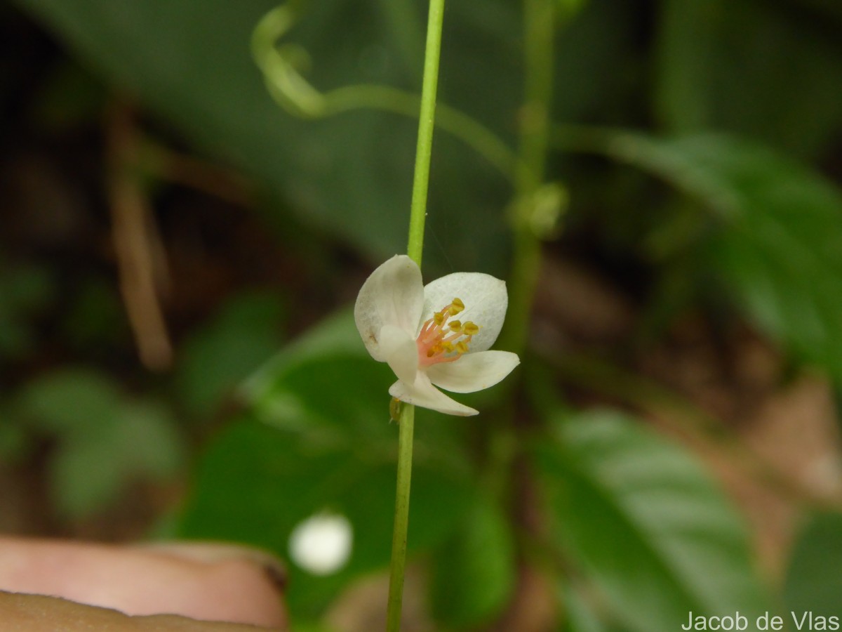 Antigonon leptopus Hook. & Arn.